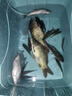 北溟魚磯釣滑漂夜光魚漂電子漂遠(yuǎn)投咬鉤變色醒目加粗大物路滑浮漂 日夜兩用咬鉤變色【兩粒電池】 火舞遠(yuǎn)投滑漂B-02 吃鉛約4.5g 曬單實(shí)拍圖