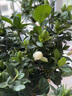 八個(gè)老頭植物菌立清通用型免稀釋微生物殺菌植物抗菌白粉炭疽黑斑黃葉通用 菌立清300ml*1瓶 曬單實(shí)拍圖