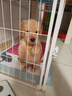 金毛幼犬純種金毛活體健康金毛犬成年大型尋回犬寵物狗金毛幼崽 血統(tǒng)級 公 曬單實拍圖