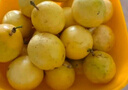 愛鮮摘農(nóng)場廣西欽蜜9號黃金百香果【順豐圓通-多地隔日達】白香水果禮盒中秋 12A級｜單果90g-110g【甜爆了】 精選果丨5斤【超值推薦】凈4.5斤 曬單實拍圖