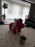 米邦嘉 小馬椅子創(chuàng)意椅子定型棉座椅卡通沙發(fā)凳動物凳造型網(wǎng)紅椅休閑椅 七星坐感小馬椅【大號-中國紅】 曬單實拍圖