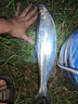 山頭林村仿生蝦皮串鉤翹嘴白條釣組魚皮套裝亮片路亞海釣餌丸世鉤串釣夜光 6號蝦皮串鉤6鉤版5付10g鉛5 曬單實拍圖