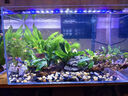 YEE超白魚缸桌面客廳生態(tài)斗金魚烏龜缸造景小型水草養(yǎng)魚玻璃裸缸50cm 曬單實(shí)拍圖