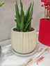 花翁盆栽室內凈化空氣花卉綠植物多肉 美人蘆薈（糖果瓷盆）源頭直發(fā) 曬單實(shí)拍圖