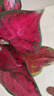 格調(diào)生活吉利紅綠植盆栽花卉室內(nèi)客廳辦公易養(yǎng)活吸水盆紅色植物美觀 吉利紅【原裝盆】 曬單實拍圖