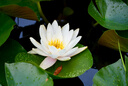 騰龍（Tamron）官方旗艦店A067 50-400mm F/4.5-6.3防抖FE卡口/Z卡口全幅微單鏡頭騰龍50-400演唱會長焦騰龍50400 索尼E卡口 官方標(biāo)配【購買鏡頭送騰龍原裝UV配件大 曬單實拍圖