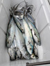伊酷達(dá)（ECOODA）馭海水滴輪 近海船釣輪 拉流底釣八帶黑黃鱸魚(yú)海釣輪 帶卸力報(bào)警 ESW 280（速比6.6:1/釣力10kg） 右手型 曬單實(shí)拍圖