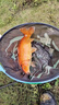 民間藝人1號(hào)魚漂高靈敏加粗醒目野釣淺水鯽魚鯉魚抗風(fēng)浪納米浮漂套裝 曬單實(shí)拍圖