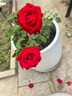 曼杉園（manshanyuan）卡羅拉 紅玫瑰花苗大花切花四季盆栽室外庭院陽(yáng)臺月季 曬單實(shí)拍圖