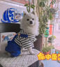 阿莫爾狗狗衣服秋冬款可牽引四腳背帶褲泰迪比熊博美小型犬寵物貓咪服裝 藍(lán)色【可牽引】 XS(建議1-3斤具體參考胸圍背長(zhǎng)) 曬單實(shí)拍圖