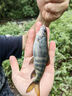 溪流面筋餌料野釣石斑魚(yú)馬口小白條鯽魚(yú)餐條釣魚(yú)免洗急流濃腥魚(yú)餌 升級免洗面筋餌250g 曬單實(shí)拍圖
