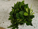 梔子花盆栽花卉植物室內(nèi)綠蘿籮陽臺水培綠植茉莉花四季好養(yǎng)九里香 精品160#大梔子花（蓮花瓷盆） 曬單實拍圖