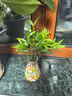 驅(qū)蚊竹柏水培植物大棵室內(nèi)水養(yǎng)綠植花卉盆栽辦公室桌面驅(qū)蚊草好養(yǎng) 精選竹柏10顆+透明鉆石瓶+肥料+彩石 曬單實(shí)拍圖