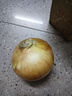 新鮮黃洋蔥黃金水果洋蔥即食蔬菜調(diào)料燒烤食材 新鮮黃洋蔥 500g 含箱 曬單實(shí)拍圖