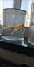 錦鯉魚(yú)活體觀賞魚(yú)活魚(yú)小型易養(yǎng)冷水淡水魚(yú)小魚(yú)苗錦鯉金魚(yú)好看錦鯉 6-8cm 六色錦鯉套餐6條 曬單實(shí)拍圖