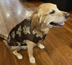 曇蓓漫狗狗衣服夏天金毛大型犬戶外夏季防曬衣薩摩耶防掉毛薄款透氣背心 【棕底棕熊】狗狗夏日背心 4XL (胸圍72 建議35-45斤) 夏日薄款/親膚透氣/防掉毛 曬單實拍圖