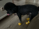 甜苗苗狗狗雨鞋小型犬寵物狗鞋子泰迪比熊博美夏季防掉防臟不濕腳硅膠鞋 狗狗雨鞋【洛克黃雞蛋仔】 L（建議體重8-15斤） 曬單實拍圖