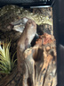 REPTIZOO瑞皮爬缸爬寵飼養(yǎng)箱雨林鬃獅蜥守宮蛇藍(lán)舌玻璃 【適合幼體生活】30×30×32CM 曬單實(shí)拍圖
