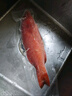 潮海堂 深海海捕東星斑 (去肚去腮)海鮮冷凍瓜子魚斑魚生鮮魚類節(jié)日送禮 海捕東星斑 凈重400-500g/條 曬單實(shí)拍圖