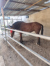膳之牛&農(nóng)夫好牛 阿根廷草飼原切大塊牛肉凈重4斤 帶筋膜生鮮牛肉 曬單實拍圖