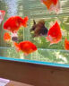 魚(yú)缸長(cháng)效凈水片凈水劑除臭去腥大蘇打自來(lái)水養魚(yú)水困水硝化細菌 魚(yú)缸不換水【1瓶/100片】一片清 曬單實(shí)拍圖