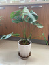 愛優(yōu)尚水培龜背竹盆栽客廳室內(nèi)辦公室桌面植物40cm2株吸甲醛源頭直發(fā) 曬單實(shí)拍圖