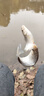 海龍王 魚(yú)線(xiàn)主線(xiàn)3260釣魚(yú)線(xiàn)超強拉力耐磨子線(xiàn)原絲不打卷尼龍線(xiàn)臺釣漁線(xiàn) 【主線(xiàn)】酒紅色100米1.5號 曬單實(shí)拍圖