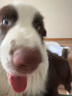 貓姐汪弟狗狗牽引繩大型犬鋼絲大狗防咬狗繩狗鏈 藍色 5mm*2米 曬單實(shí)拍圖