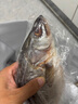 鮮京采 【冰鮮】白蕉海鱸魚(yú)凈重500-550g *3條 地標(biāo)產(chǎn)品魚(yú)類(lèi)源頭直發(fā) 曬單實(shí)拍圖