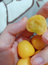 東北菇娘果新鮮當(dāng)季水果顆顆脆甜燈籠果現(xiàn)摘現(xiàn)發(fā)肉厚多汁黃菇娘果 1斤凈重 曬單實(shí)拍圖