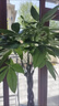 植男植女發(fā)財(cái)樹(shù)五福辮子客廳大型盆栽室內(nèi)綠植辦公室開(kāi)業(yè)招財(cái)樹(shù)源頭直發(fā) 曬單實(shí)拍圖