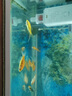 鴻志靜選德國魚缸糞便分離器過濾器凈水循環(huán)三合一氧氣泵制氧一體機(jī)小型 建議缸長70-100CM【內(nèi)置過濾器】 曬單實(shí)拍圖