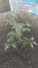大菜鄉藍莓番茄苗秧四季高產(chǎn)黑玫瑰圣女果種子陽(yáng)臺盆栽帶土球壽光直發(fā) 藍莓番茄苗5棵+送1棵 曬單實(shí)拍圖