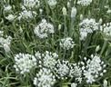 家庭農(nóng)場(chǎng)山東新鮮韭菜花農(nóng)家自種韭菜花蔬菜現(xiàn)摘現(xiàn)發(fā) 4斤 順豐 曬單實(shí)拍圖
