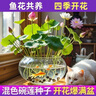 碗蓮種七彩五顏六色水培花卉水養(yǎng)四季蓮花荷花種蓮藕綠植水培蓮子 開口/混色 20粒+生根粉 曬單實(shí)拍圖