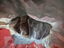 鮮京采 新西蘭原切去骨羊后腿肉4斤 燒烤燉煮食材 羊肉 京東自有品牌 曬單實(shí)拍圖