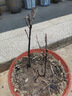 夜來香花樹苗夜來香盆栽花卉植物室內(nèi)驅(qū)蚊花苗濃香四季開花吸甲醛 特大苗2顆【當(dāng)年開花爆滿】+送肥 曬單實拍圖