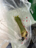 正宗天津沙窩蘿卜水果蘿卜甜脆水果型新鮮青蘿卜生吃即食蔬菜現(xiàn)拔 3斤 曬單實(shí)拍圖