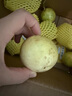 田良季廣西欽蜜9號(hào)黃金百香果【JD/順豐-多地次日達(dá)】九新鮮水果白送禮 5斤裝【很劃算】?jī)?.5斤 單果70-90g丨甜度高 曬單實(shí)拍圖
