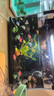百綸木千【順豐】天使魚(yú)觀(guān)賞魚(yú)小魚(yú)群游淡水魚(yú)好養耐活熱帶魚(yú)新手魚(yú)苗金魚(yú) 【順豐發(fā)貨】3-4cm大號翡翠綠 10條 曬單實(shí)拍圖