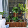 靜黛軒發(fā)財樹盆栽室內(nèi)大型綠植客廳大盆栽喬遷開業(yè)招財好養(yǎng)植物 【養(yǎng)死包賠】精品獨桿1.3-1.4m(福字款) 含盆 曬單實拍圖