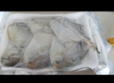 龍味福銀鯧魚新鮮活海捕速凍銀鯧魚白鯧舟山銀鯧魚金鯧魚平魚深海魚 S級品質(zhì)款 2斤鯧魚 活魚急凍鎖鮮 曬單實拍圖