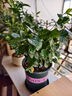 開時果 茉莉花盆栽濃香型 桌面綠植物陽臺花卉樹苗盆景擺件源頭直發(fā)包郵 精品茉莉花5-10株【加侖盆】 曬單實拍圖