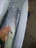 【順豐包郵】帶魚新鮮整條帶魚無冰凈重野生黑眼帶魚批發(fā)整箱刀魚 5斤帶魚【每斤1-2條】 曬單實拍圖