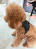 阿拉丁神獸狗繩牽引繩狗狗胸背帶背心式狗鏈遛狗大型犬拉布拉多邊牧金毛小狗 防爆沖胸背帶+牽狗繩【黑色】 S碼【建議8-20斤】 曬單實拍圖