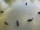 漫生活趕海工具套裝沙灘挖沙玩具鐵鍬鋤頭水桶鏟子夾子耙挖土種菜6件套 曬單實(shí)拍圖