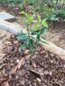 沃柑樹(shù)苗地栽盆栽南方北方種植橘子樹(shù)苗柑桔果樹(shù)苗嫁接沙糖桔樹(shù)苗 沃柑2年苗【帶土帶葉發(fā)貨】 80cm(含)-89cm(含) 曬單實(shí)拍圖