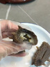 康悅堂 大連即食海參大連底播遼刺參鮮食海參冷凍正宗遼刺參海鮮水產(chǎn) 500g 8-12頭 7a 簡(jiǎn)裝 曬單實(shí)拍圖