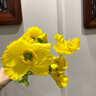 冰島虞美人ins風(fēng)溫柔仿真花束客廳餐桌裝飾假花擺件拍照道具 超美植絨黃色 單獨(dú)1支(4朵花) 曬單實(shí)拍圖