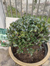 洛與霞茶梅球花樹(shù)苗別墅庭院大型耐寒盆栽四季常青綠化風(fēng)景植物山茶梅花 茶梅球 當年開(kāi)花【冠幅60厘米】 曬單實(shí)拍圖